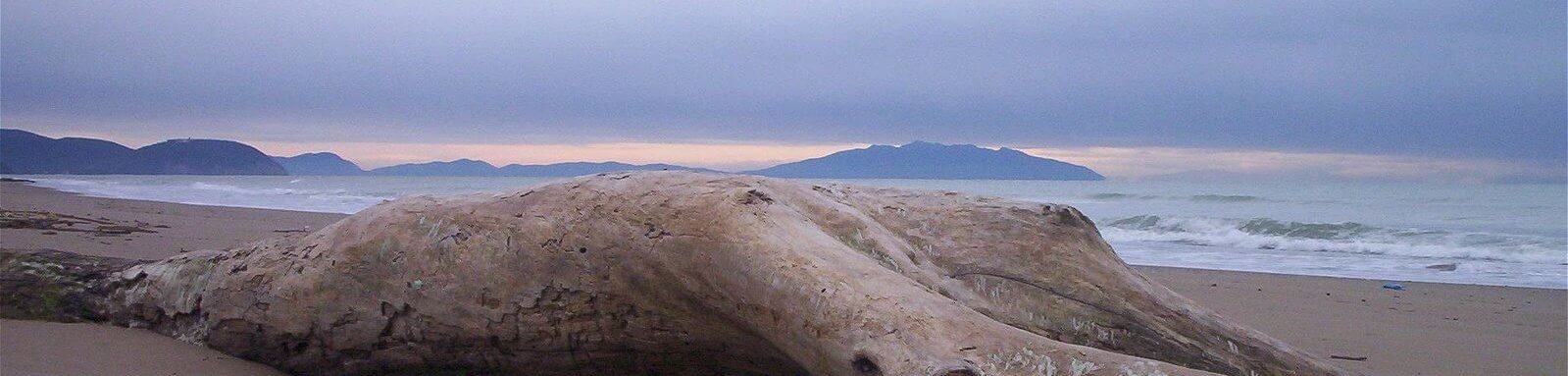 Rimigliano Coastal Park